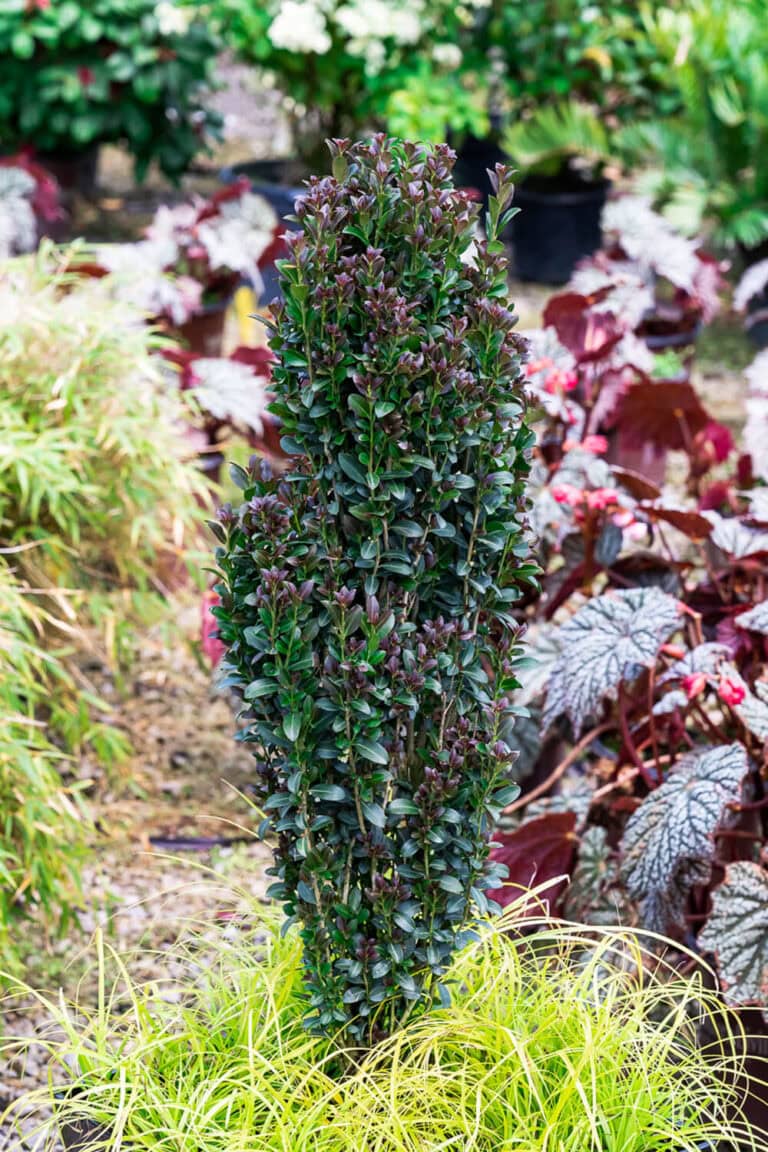 Red Sky Holly, view of upright growth habit and dark green foliage with maroon new growth