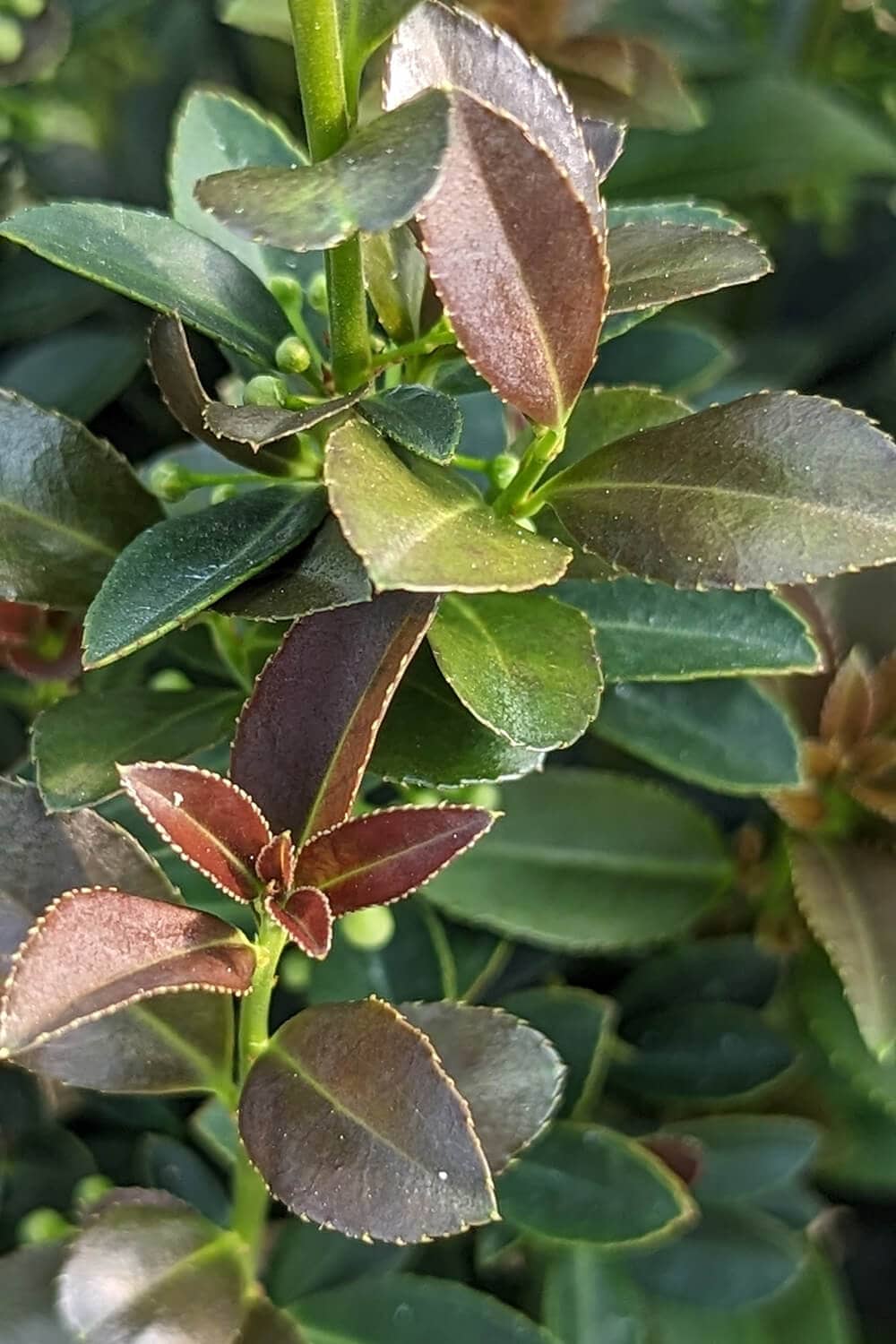 Red Sky™ Holly - Southern Living Plants