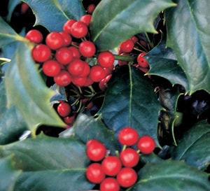 Robin Holly with dark green leaves and red berries