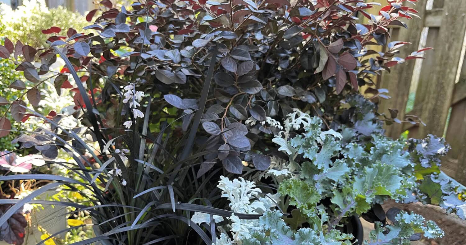 Southern Living goth garden plants.