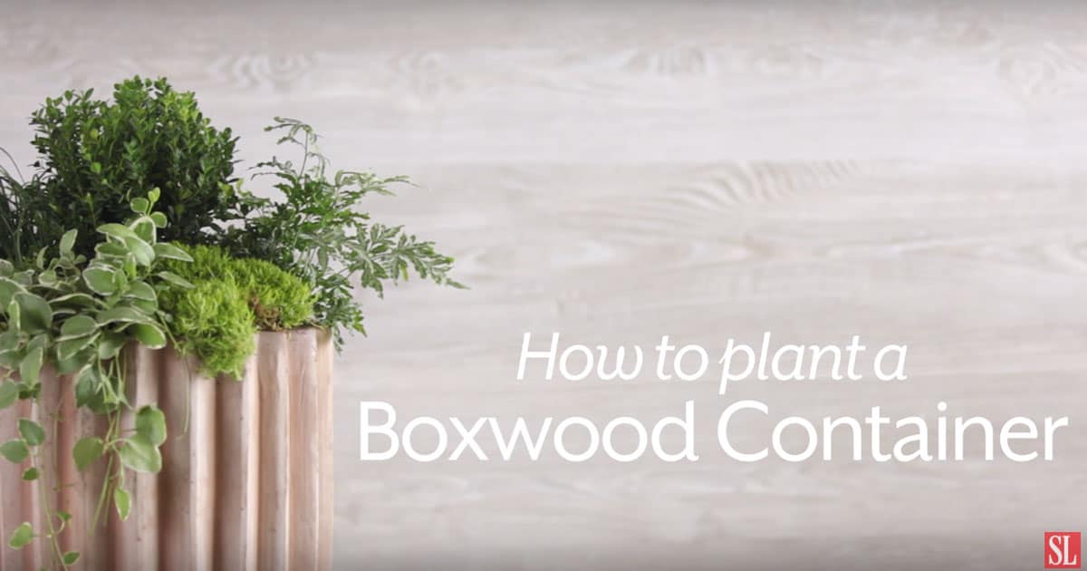 How To Plant a Boxwood Container