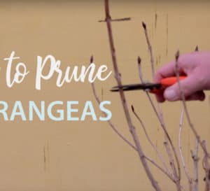 Female hand holding pruners ready to make a horizontal cut across Hydrangea stem