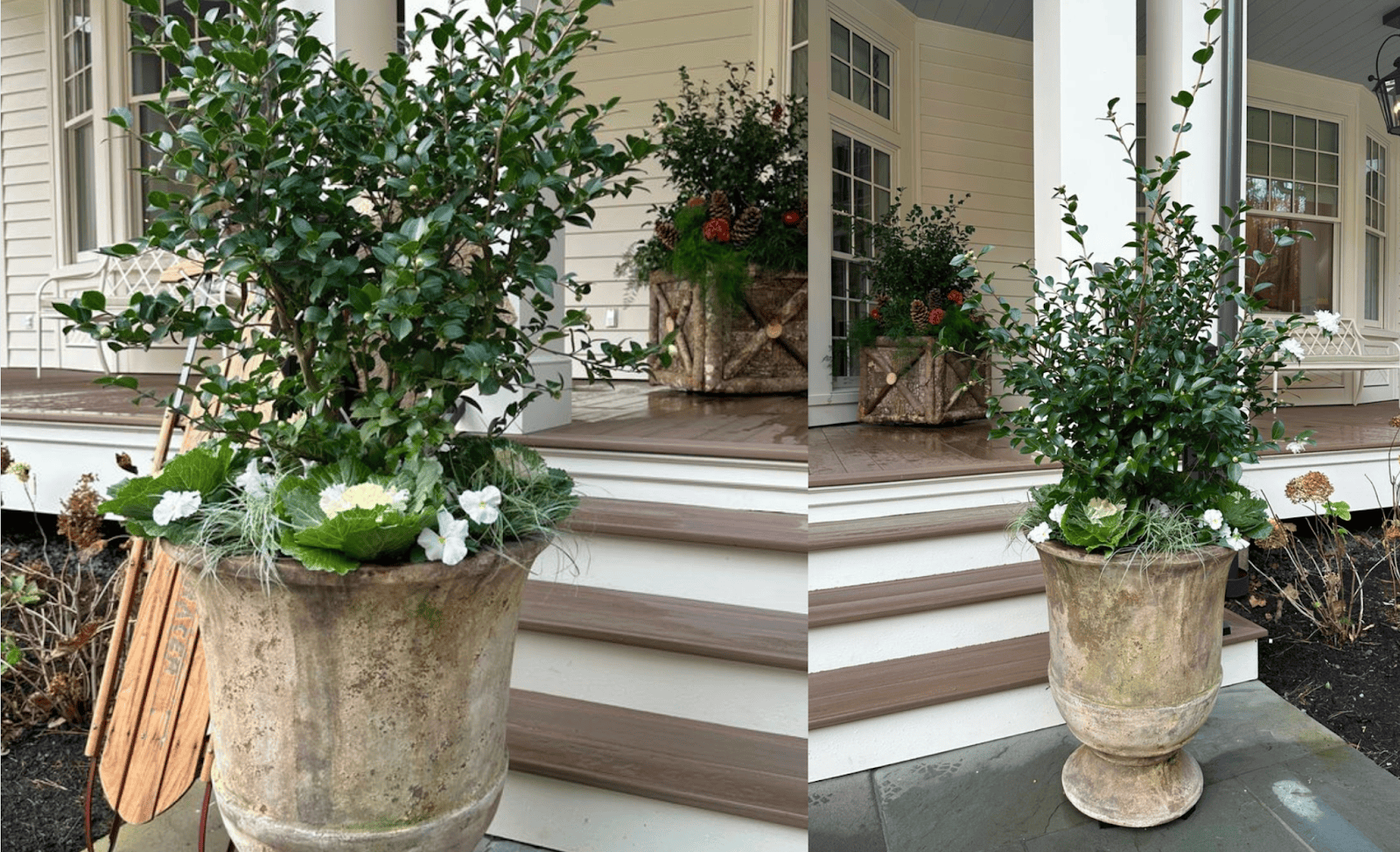 Elegant winter front porch planter featuring a camellia shrub surrounded by ornamental cabbage, white pansies, and wispy grasses in a weathered stone container. The arrangement sits beside classic wooden sled decor and leads to a porch with festive evergreen displays.