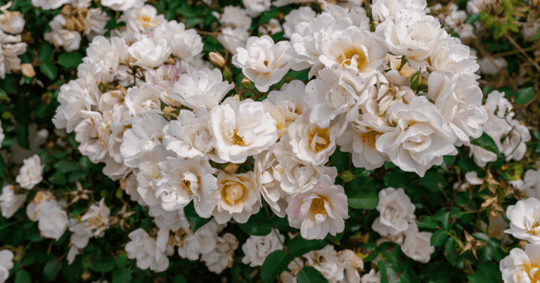 ivory blush rose
