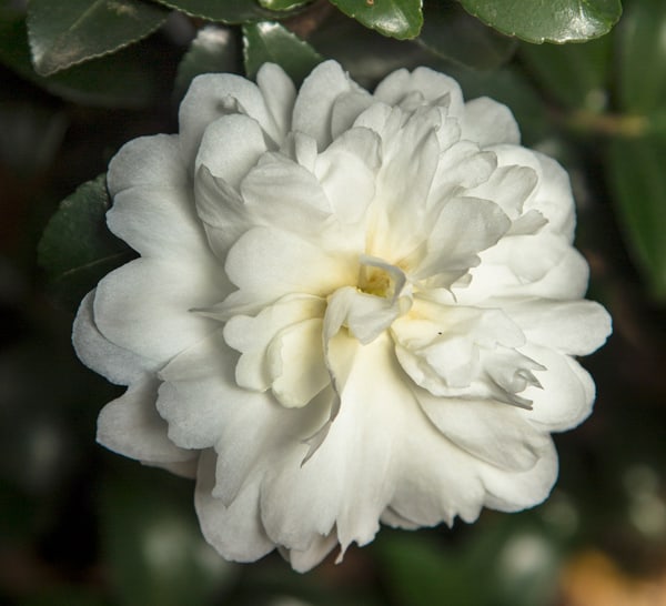 Bright white formal layered bloom of Ivory October Magic Camellia