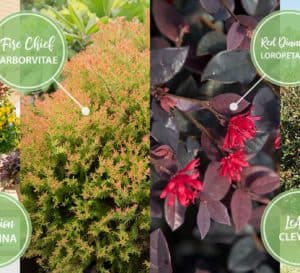 A photo collage of 4 foliage plants in orange and red hues