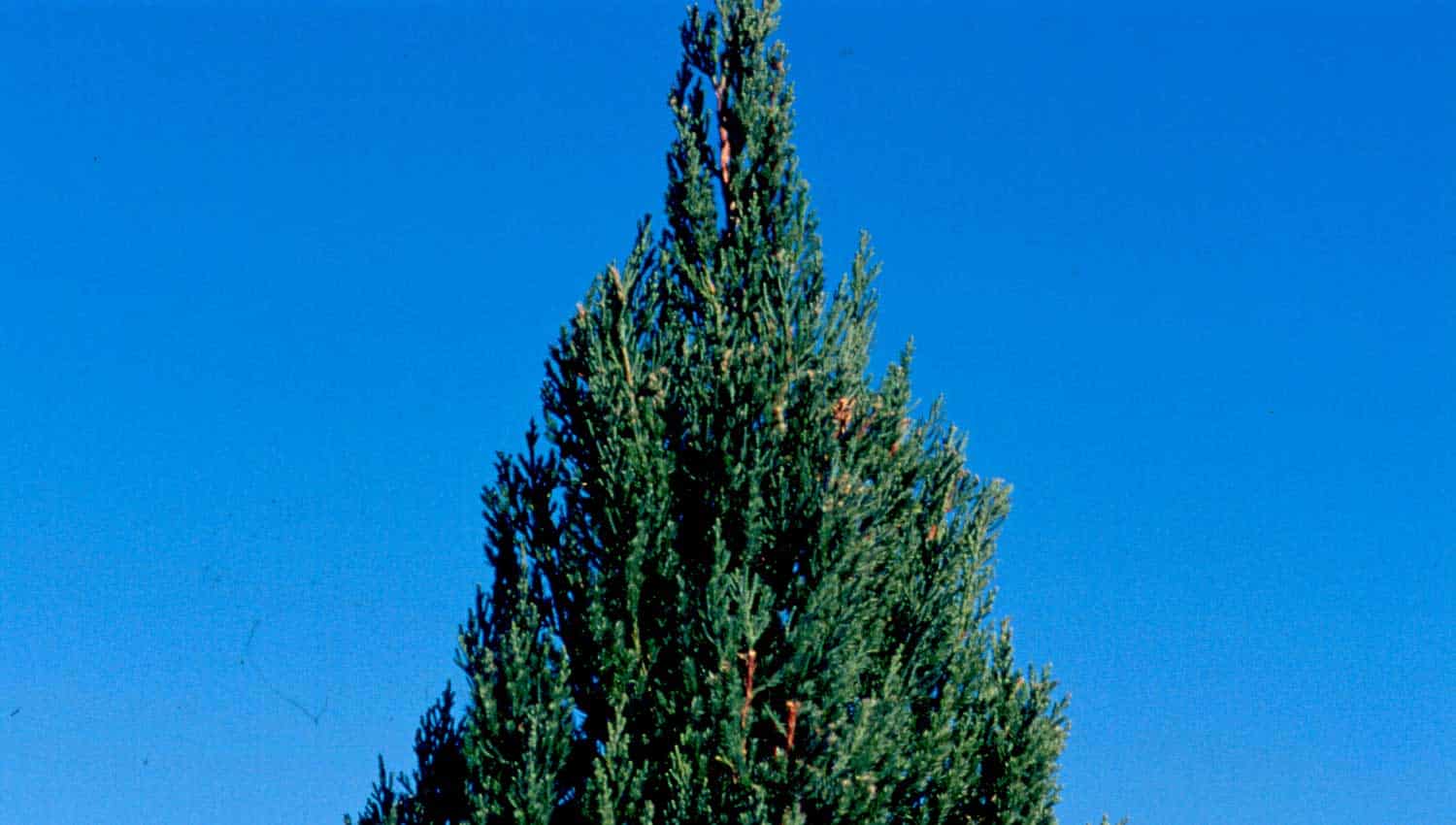 Blue Point Juniper with a pyramid form sits on a dark blue sky background with no clouds
