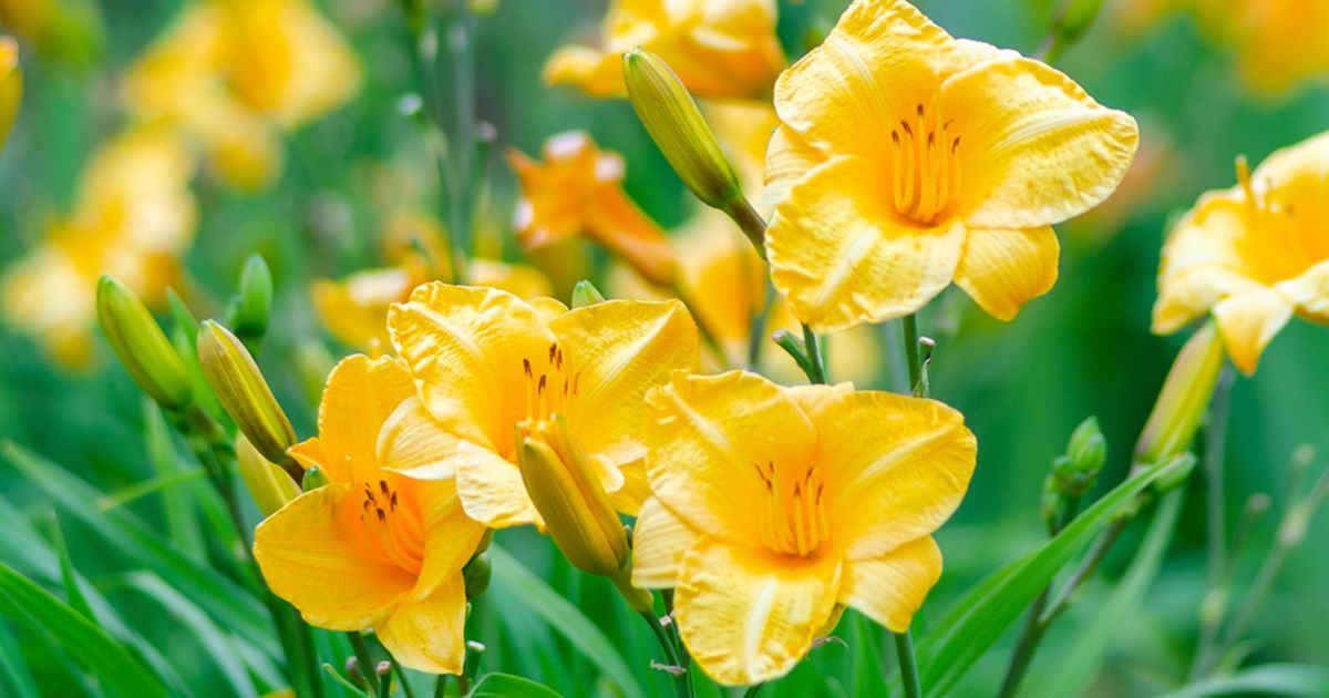 Stella Daylily displaying bright golden-yellow flowers and unopened buds above green, grass-like foliage.