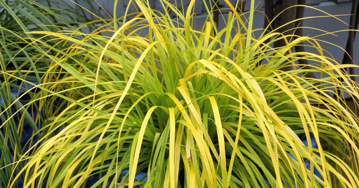 EverColor ‘Everillo’ Carex with arching, grass-like foliage in vibrant shades of lime green and golden yellow.