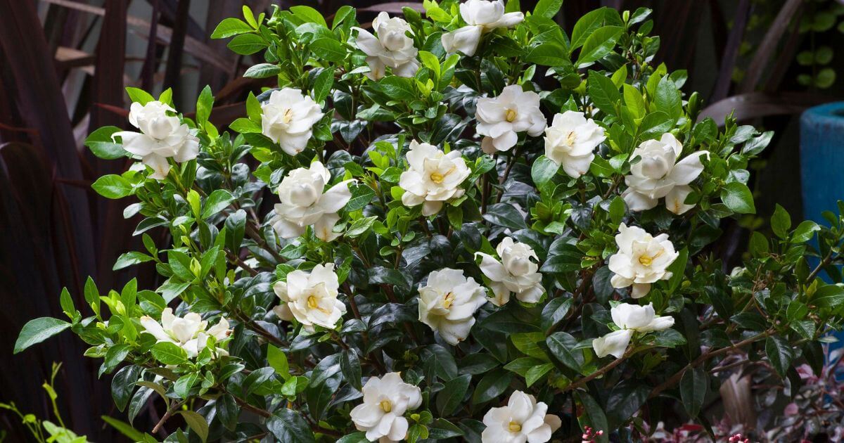 Jubilation Gardenia covered in fragrant white flowers and glossy dark green foliage in a garden setting.