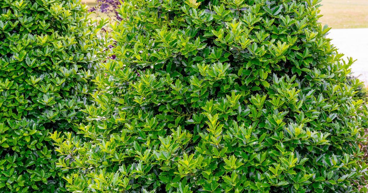 Oakland Holly with dense, glossy green evergreen foliage used as a large landscape shrub.
