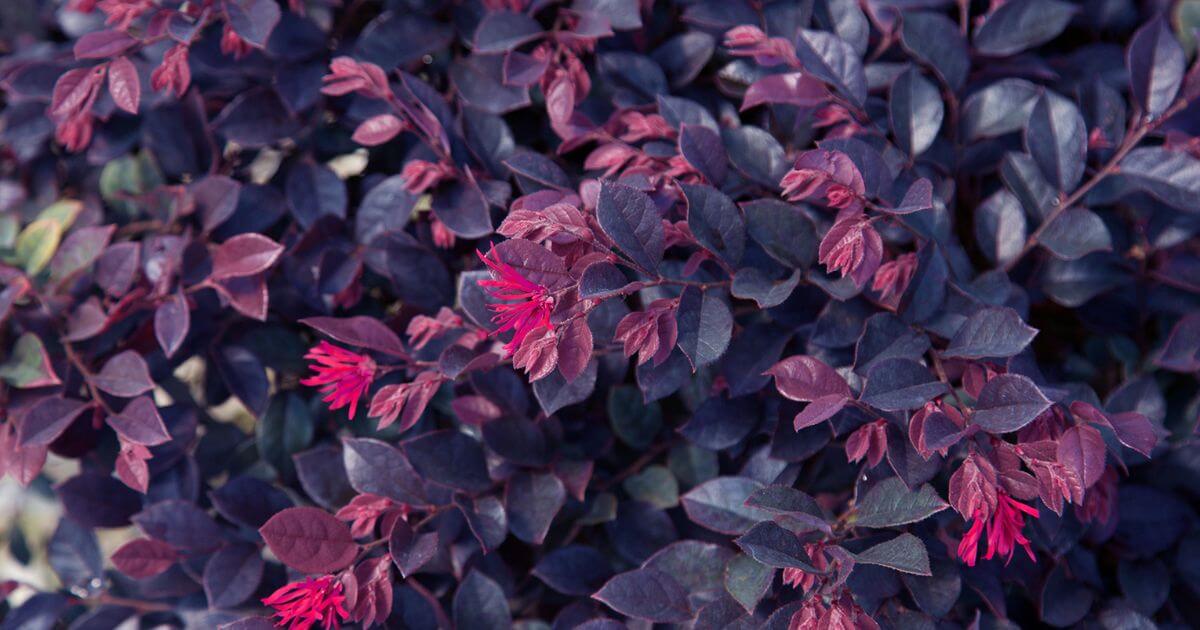 Purple Daydream Loropetalum with deep purple foliage, burgundy-red new growth, and bright pink fringe flowers.