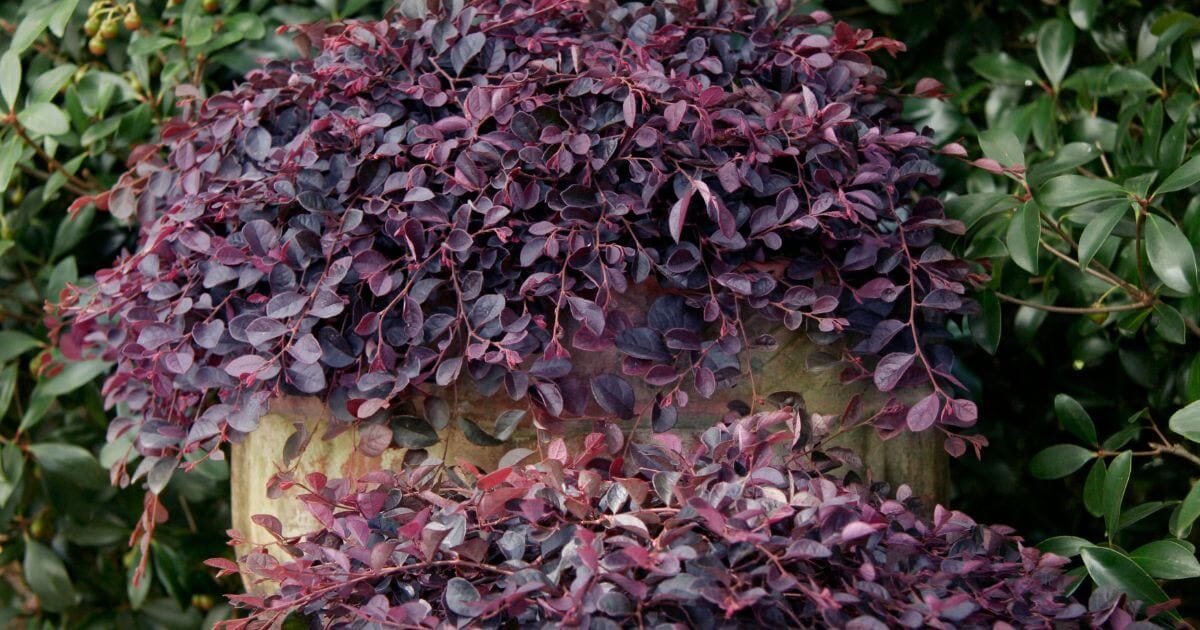 Purple Pixie Loropetalum cascading over a garden container with dense, deep burgundy-purple foliage.