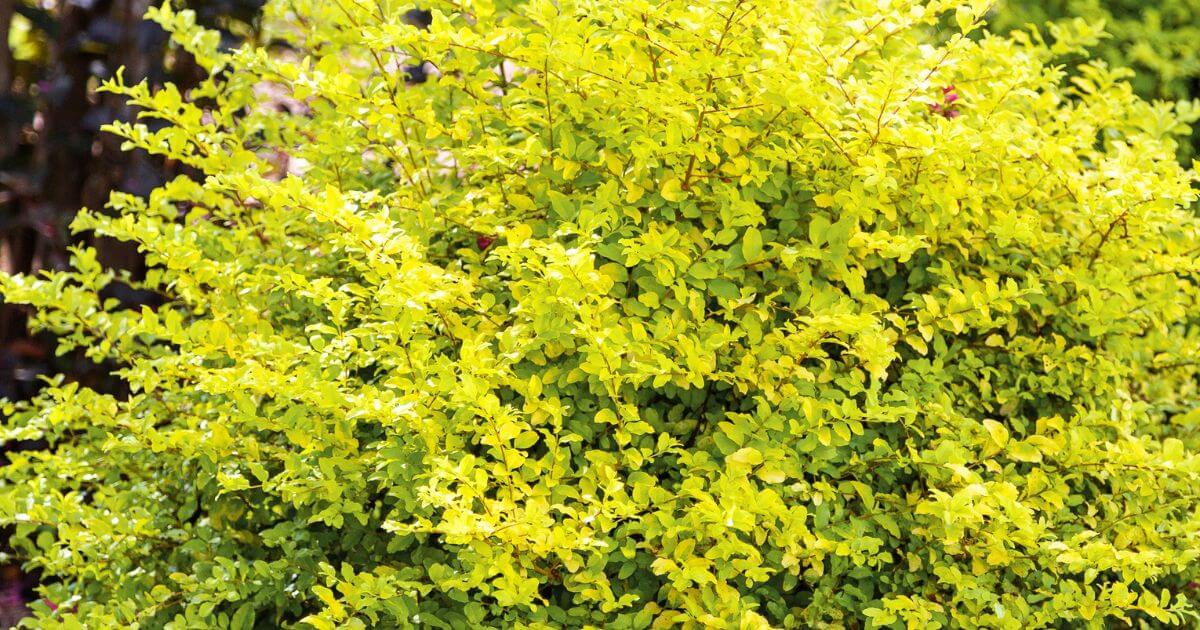 ‘Sunshine’ Ligustrum with bright chartreuse-yellow foliage adding bold color to a sunny landscape.
