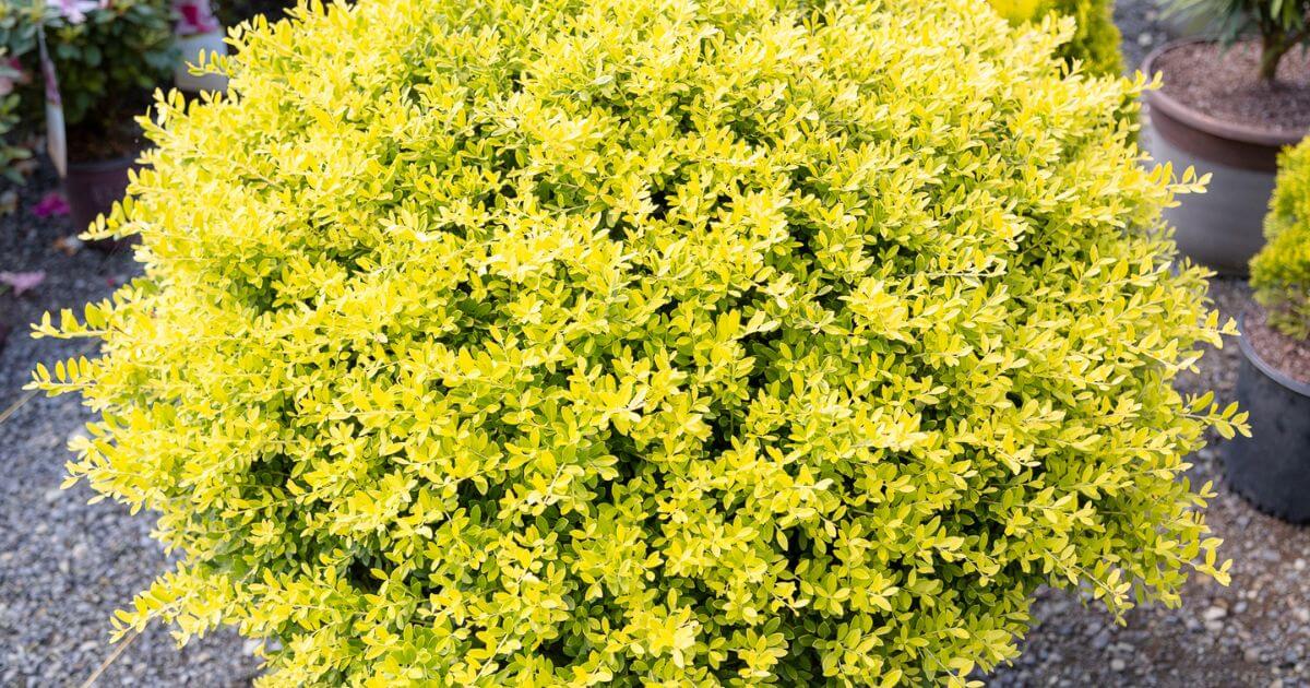 Touch of Gold Holly with dense, rounded growth and vibrant golden-yellow evergreen foliage.