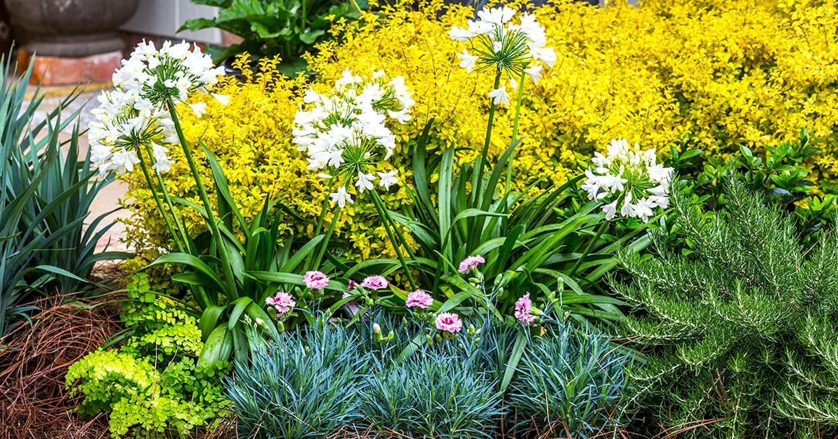 Bright perennial garden of Agapanthus and Dianthus with yellow-leaved Sunshine Ligustrum in the background