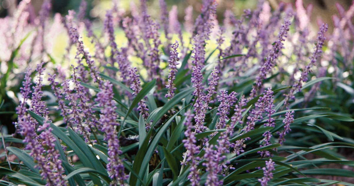 lovely lavender spikes elegantly rise above the dark green foliage