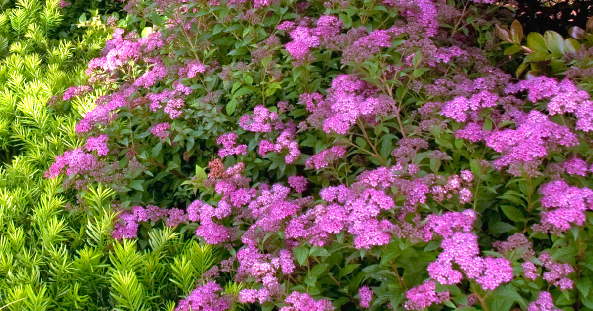 Little Bonnie Spiraea blooming with clusters of pink flowers in a lush garden bed.
