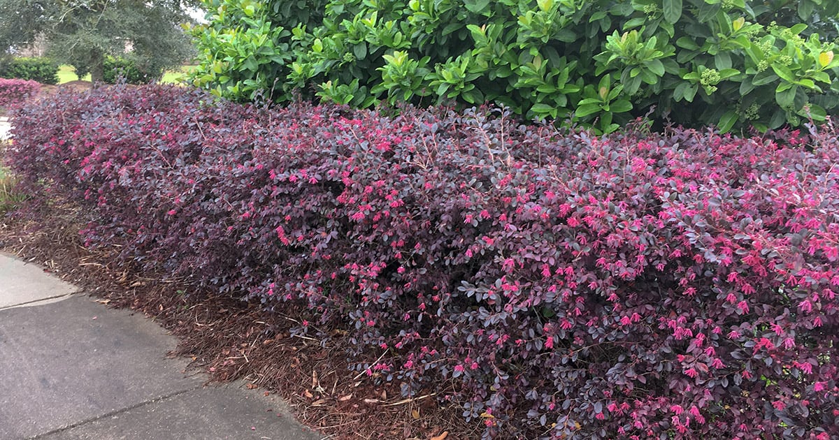 Loropetalums trimmed into a hedge
