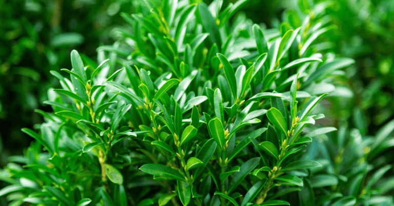 Close-up of Lucky Charm Boxwood showing vibrant and healthy leaves.