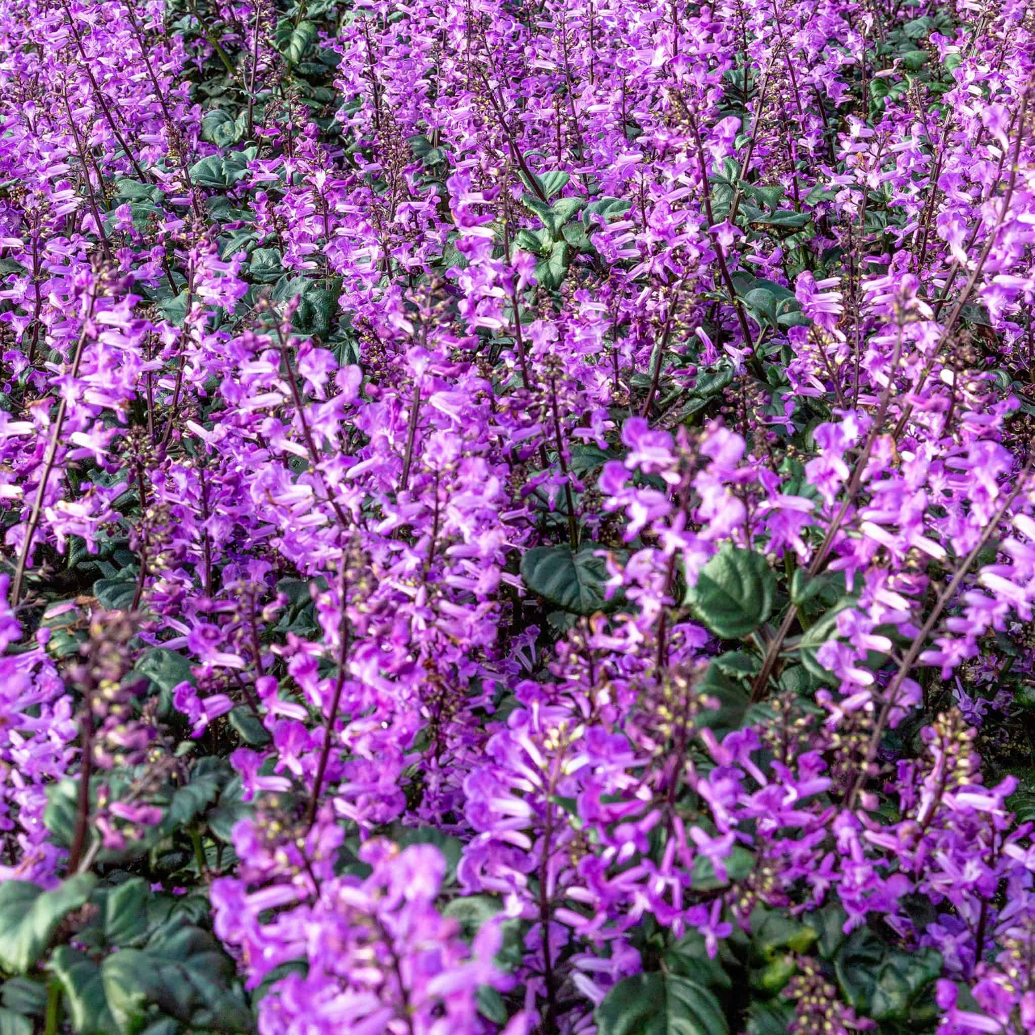 Magic Mona Purple Plectranthus - Southern Living Plants