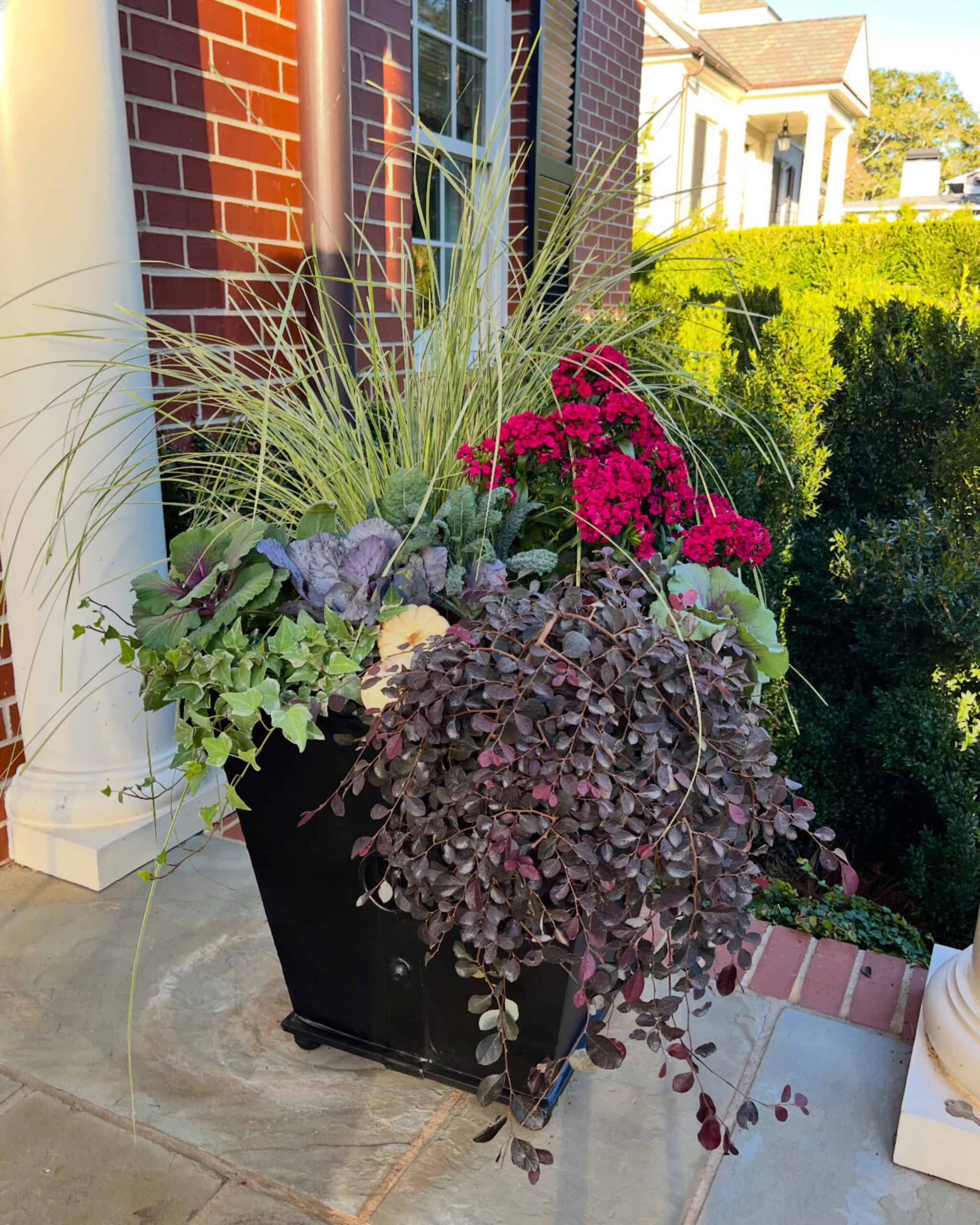 Elegant autumn porch planter beside a brick house featuring mums, ornamental kale, variegated grass, English ivy, and cascading purple loropetalum.