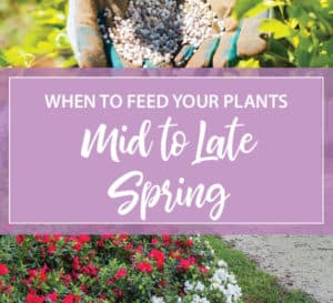 When To Feed Your Plants Mid to Late Spring logo