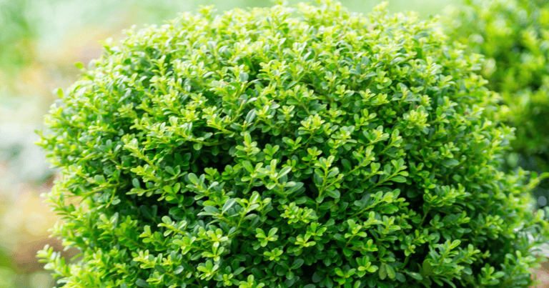 A close-up of a well-trimmed, dense evergreen Holly Mini Touch bush with small, bright green leaves.