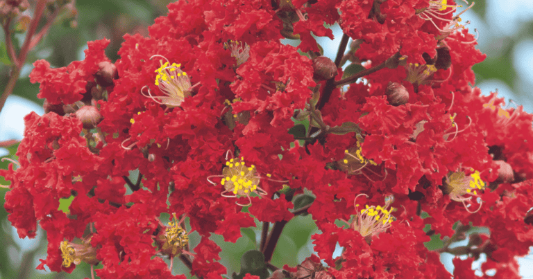 'Miss Frances' Crapemyrtle image