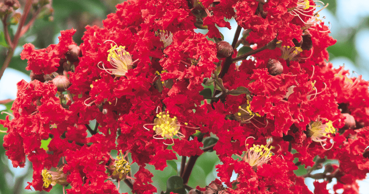 Close-up of Miss Frances Crapemyrtle with bright red flower clusters and yellow stamens.