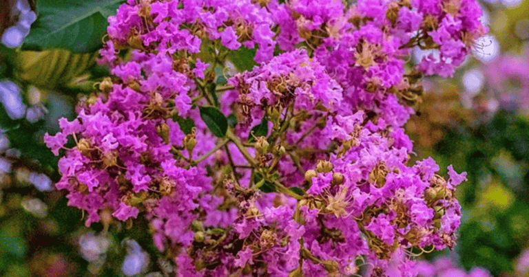 'Miss Sandra' Crapemyrtle image