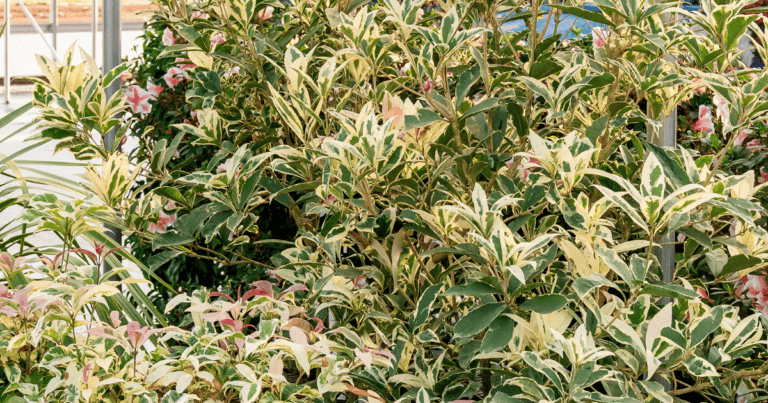 Misty River™ Osmanthus