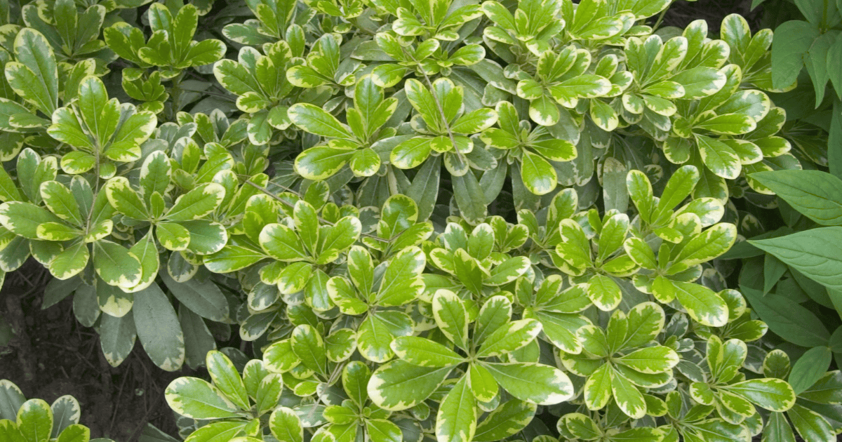 Variegated Mojo Pittosporum growing in a garden bed with white flowers and surrounding green foliage.
