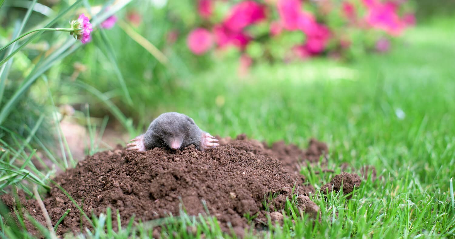 mole emerging from dirt in southern garden