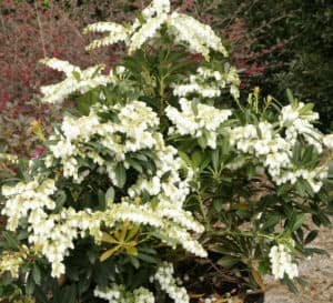 Mountain Snow Pieris in garden with green leaves