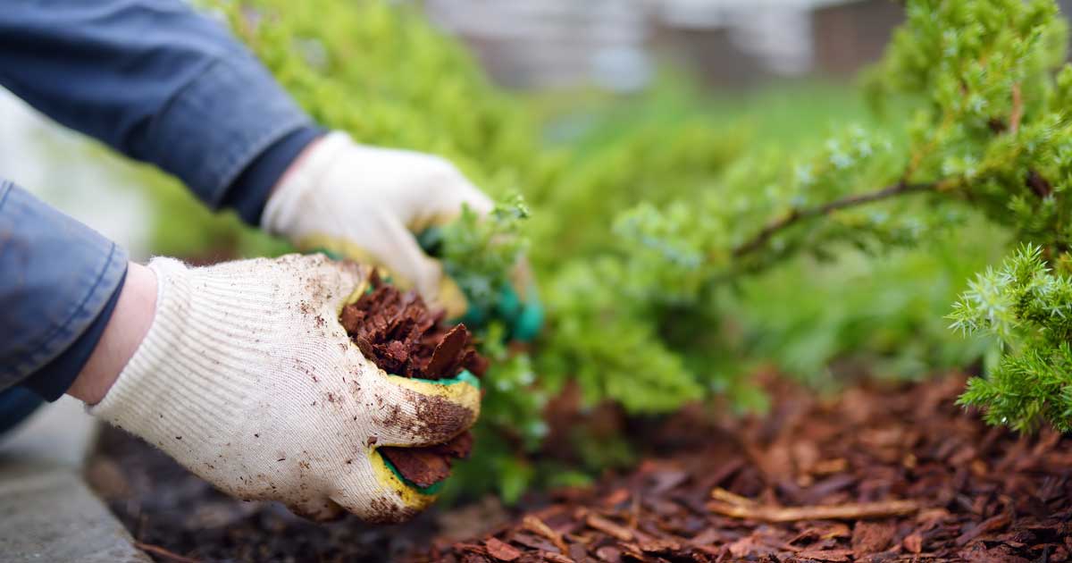 Mulching Techniques to Protect Plants from Frost