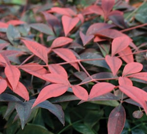 Flirt Nandina, dark green leaves with bright orange-red new growth