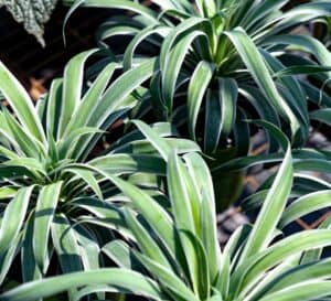 Close up of Nice & Easy™ Yucca