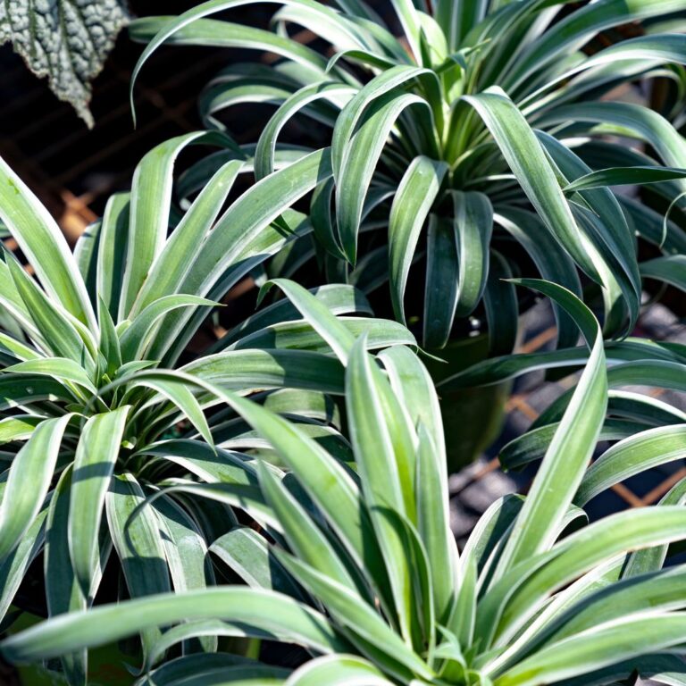 Close up of Nice & Easy™ Yucca