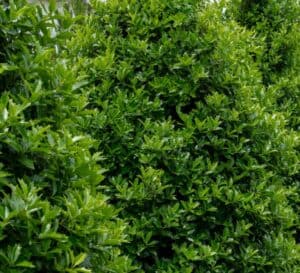 Oakland® Holly with oak-shaped leaves; dense, bright green foliage