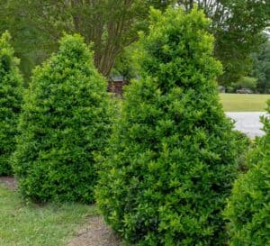 Oakland® Holly with oak-shaped leaves; dense, bright green foliage