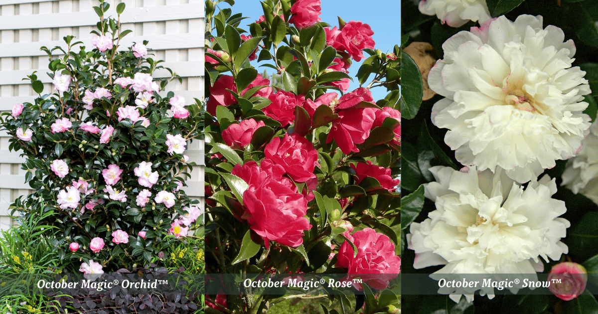 October Magic Orchid, Rose, and Snow camellias displaying pink, red, and white fall blooms.