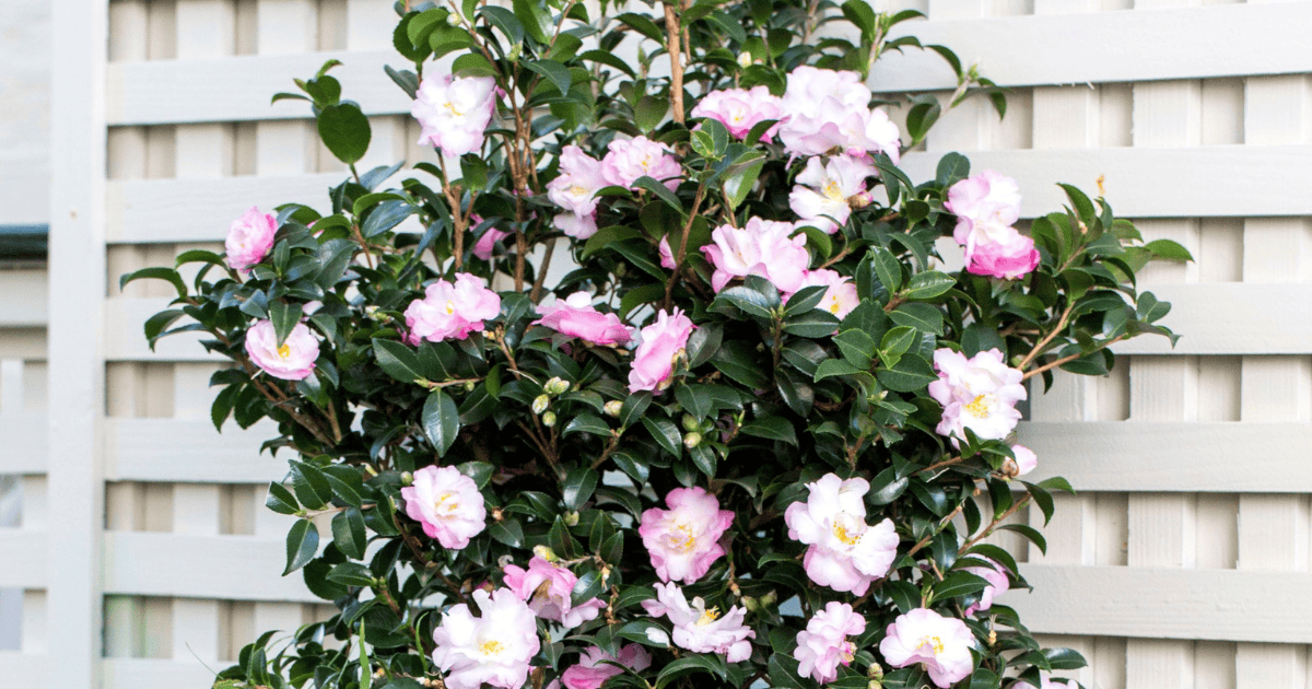 October Magic Orchid Camellia blooming with soft pink flowers in a container planting.