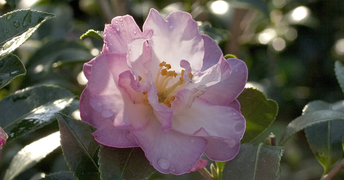Soft pink informal Camellia bloom with yellow center and pink margins on the petals; Inspiration October Magic Camellia