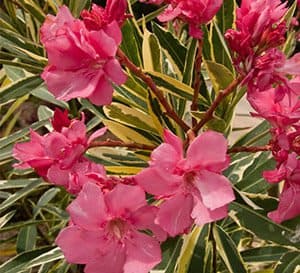 Twist of Pink Oleander, bright bubble gum pink blooms with green foliage, trimmed in a bright yellow