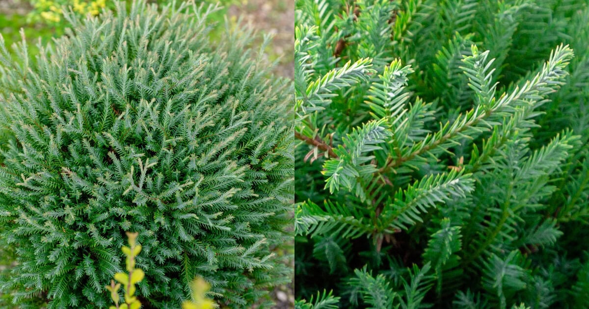 Pancake Arborvitae with compact, low-growing form and dense blue-green evergreen foliage.
