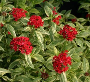 Stars and Stripes Pentas bloom heads are filled with tiny bright red star shaped blooms and are situated over green and cream variegated foliage