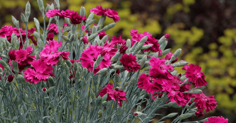 ColorPop Pickables™ Dianthus image