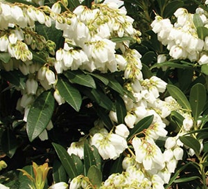 Mountain Snow Pieris in garden with green leaves