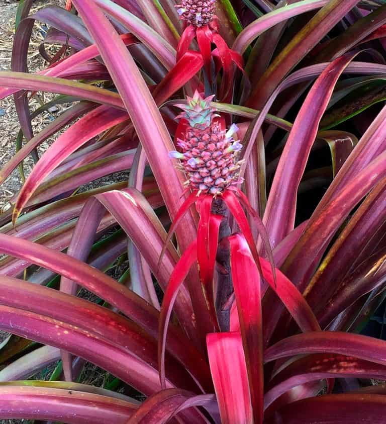 'Mila' Pineapple